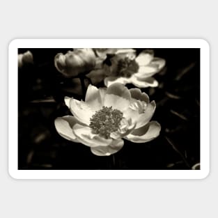 Peony On Display Sticker